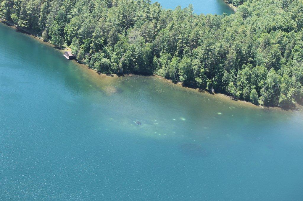 Millfoil photos on Danford Lake Lakes Association of Kazabazua